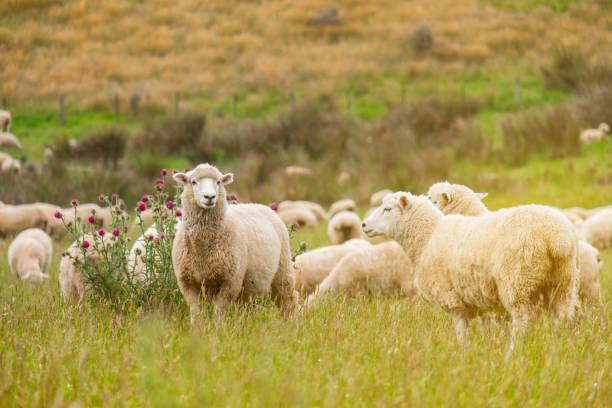 Sheep gathered together in a shared patch of ground.
